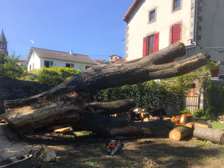 Travaux d’abattage d'arbres Clermont-Ferrand